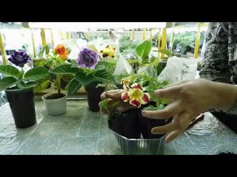 Video: Mimulus Na Balkóny, Kvetináče A Kvetinové Záhony