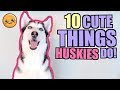 10 cute things that all siberian huskies do