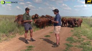 Droughtmaster S.A Tour: Johan Dannhauser tells why he made the Droughtmaster stud part of his farm.