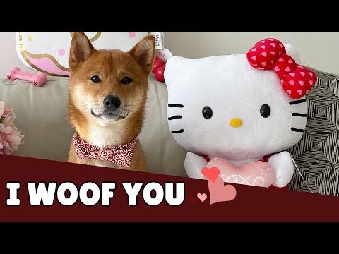 Video: Doggos Valentine