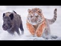 El Tigre Siberiano: Veloz y Peligroso Señor de la Taiga | El Felino más Grande de la Familia