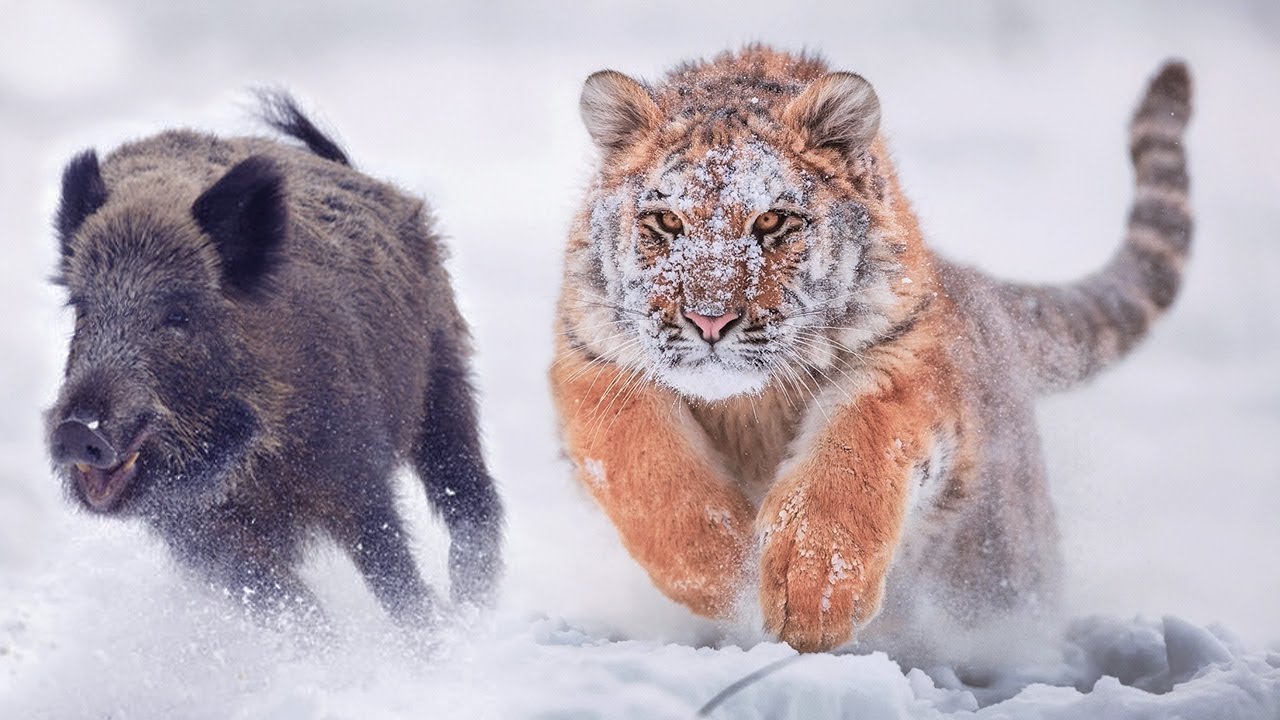 El Tigre Siberiano: Veloz y Peligroso Señor de la Taiga | El Felino más Grande de la Familia