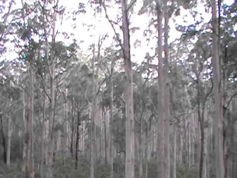 Karri forest, Margaret River area, Nov 2010