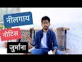 नीलगाय - नोटिस - जुर्माना | Neelgaay - Notice - Jurmana |