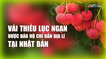 Vải thiều Lục Ngạn được bảo hộ chỉ dẫn địa lí tại Nhật Bản | Chuyện Nông Gia - Truyền hình Hậu Giang