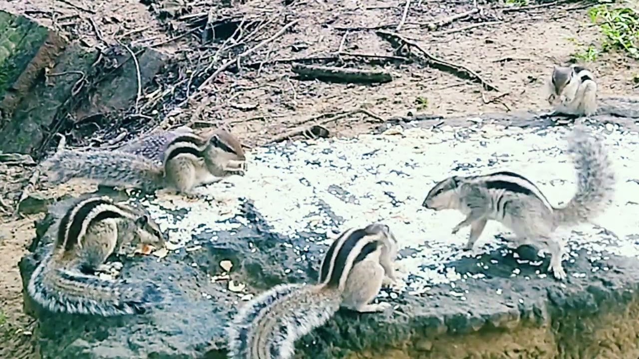 🐿️ Cute Squirrel Eating Nuts | Funny Squirrel Moments Amazing Squirrel Tricks 