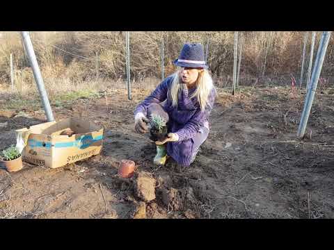 Видео: Узгајање звона у башти. Садња из семена, размножавање, брига. Врсте. Слика & мдасх