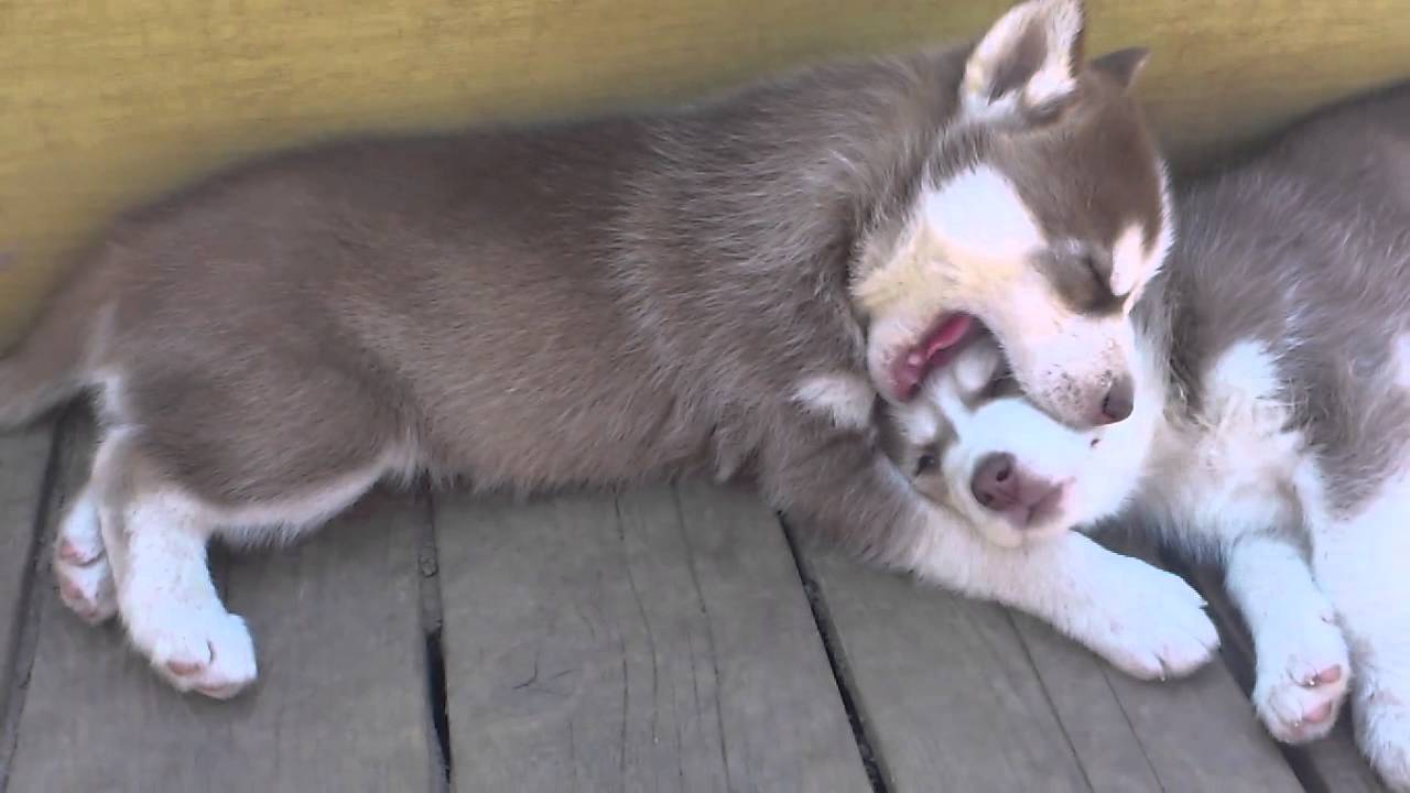 Husky Spiele Husky Spiele