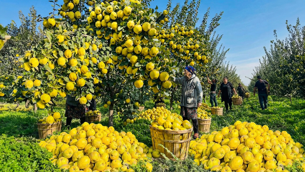 Собираем свежую айву! Домашний компот и идеальный сливочный десерт из айвы