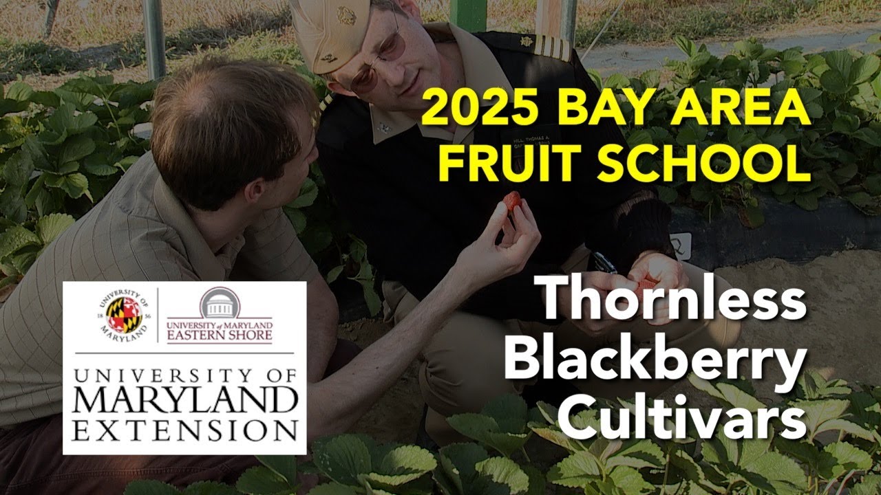 Bay Area Fruit School 2025 - Thornless Blackberry Cultivars