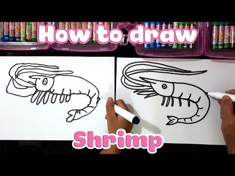 Dạy bé học vẽ con Tôm ♥ How to draw shrimp ♥