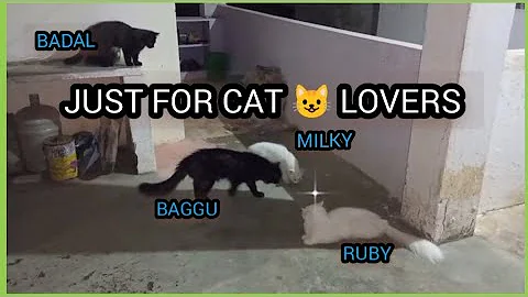 Video 11241271: cat breed turkish angora, turkish angora kitten cat