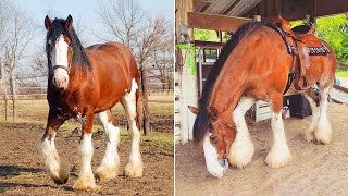 Animals So Cute - Funny Horse Companion 