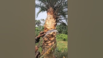 Palm trees are harvested for juice #nature #youtubeshorts
