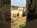 Tam się coś dzieje #alpakitotu #wojtkowyje #alpaca #funny #funnyvideo