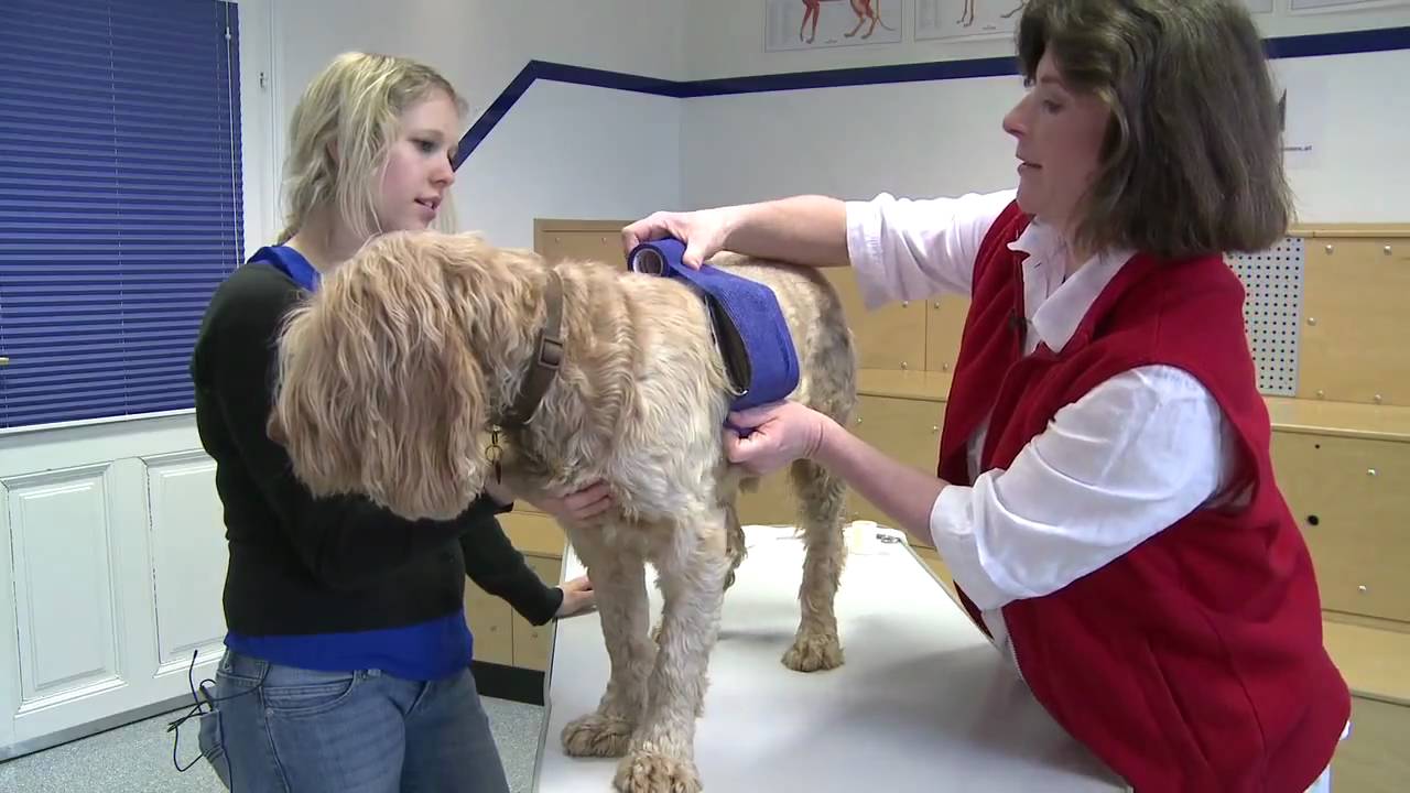 Erste Hilfe Hund 5 Druckverband am Brustkorb YouTube