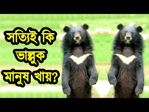 কেন ভাল্লুক মানুষ আক্রমণ করে জানলে অবাক হবেন | ভালুক বনাম বাঘ | Why Asian Black Bear attack Human