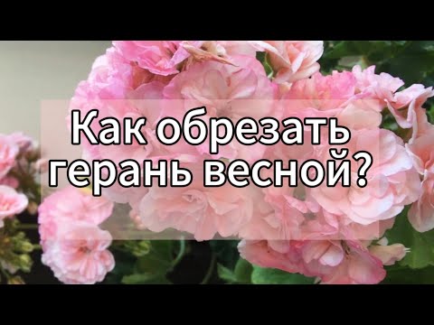 Как правильно обрезать Герань для пышного цветения?🌸☝️