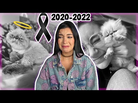 REST IN PEACE MANGUITO My Kitty Died Lulu99