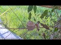 Watch post fledge chicks react chirp and entice feeding from mom babyhummingbirds hummingbird