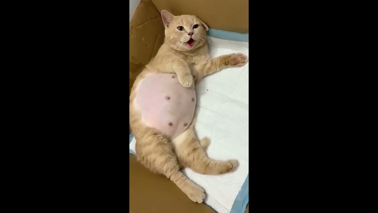 How beautiful is this cat after giving birth to kittens