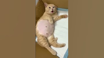 Thumbnail of How beautiful is this cat after giving birth to kittens