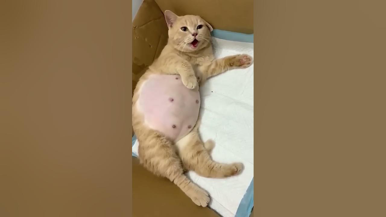 How beautiful is this cat after giving birth to kittens