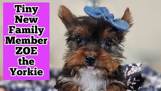 Yorkshire Terrier Introducing New Family Member Zoe a Yorkie Puppy Training to Begin in the Garden