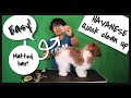 How To Groom A Dog At Home l Quick Clean Up (Havanese)