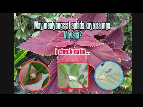 Video: Paano Talunin Ang Laki Ng Insekto Sa Mga Panloob Na Halaman