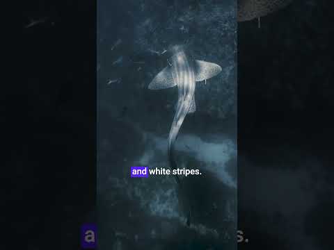 The Ocean Files