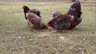 Blue Laced Red Wyandotte Chickens