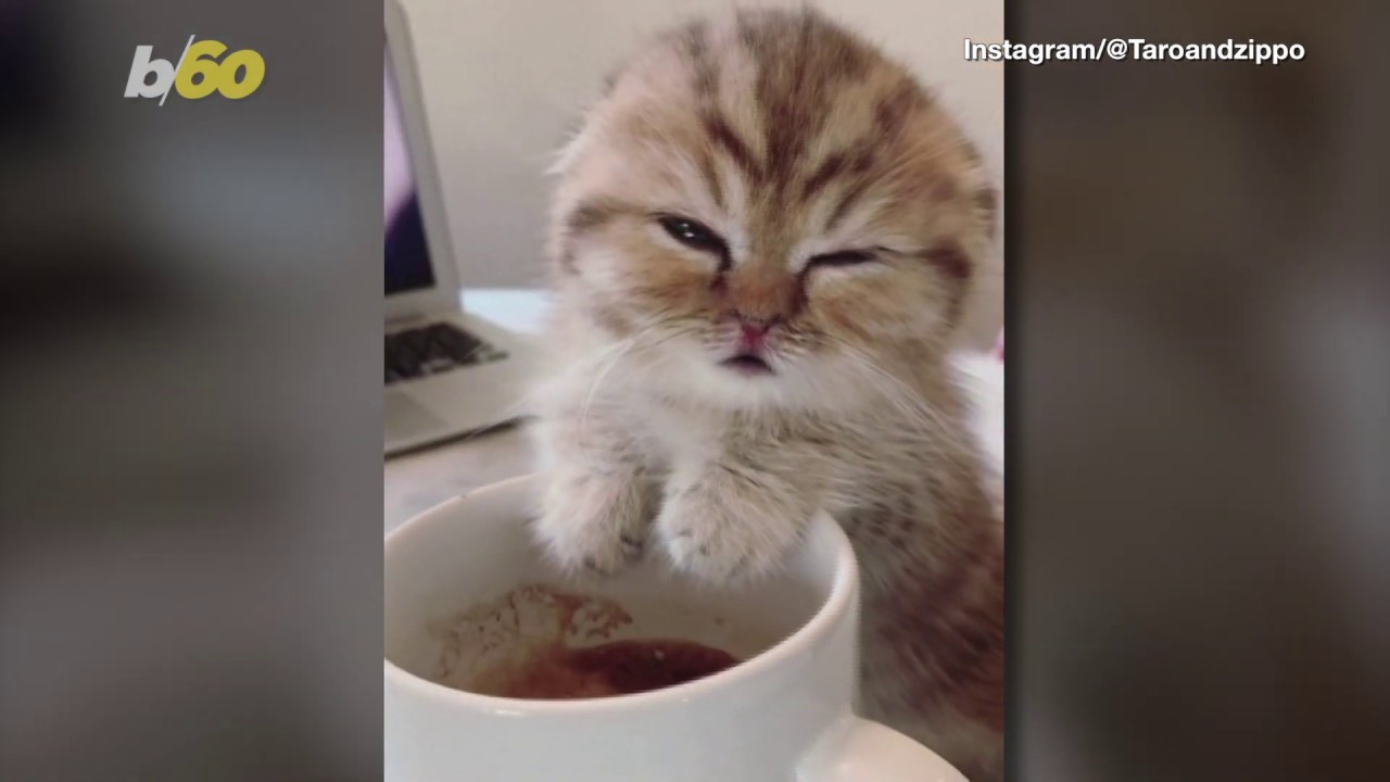 tired coffee cat