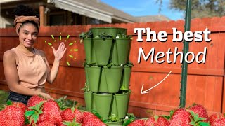 How to Grow a Years Worth of Strawberries!