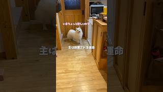 呼んでも来ないくせにこれやるとくる　#日本スピッツ #中型犬 #shorts
