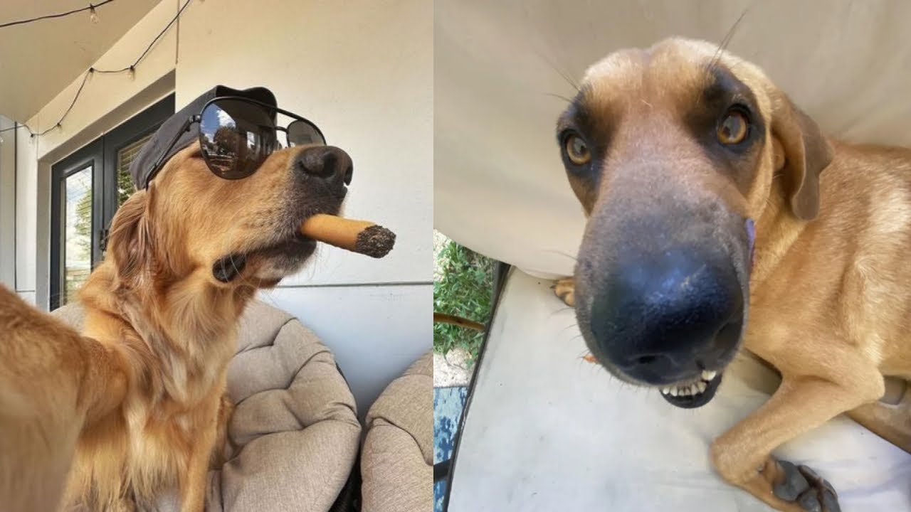 🐶 You Won't Believe These Funny Dogs Caught on Camera! 😂 Try Not To