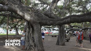 Maui fires damage historic banyan tree and Lahaina landmarks