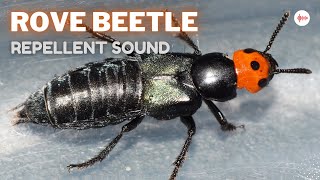 Rove Beetle Repellent Sound