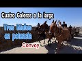 Cuatro Galeras a la larga, tres Mulos en potencia, Sin musica por...