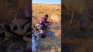 Lahmacun Gitti Zeyno Yine Geldi