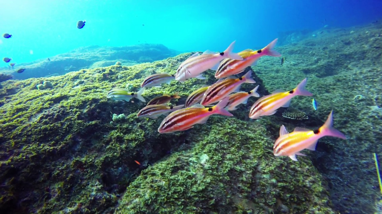Scuba Dive Flat Rock 25-04-17