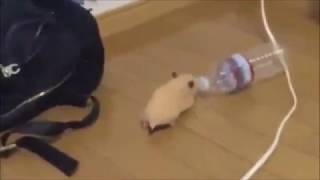 Hammie Boye (1 Hour, better cut)