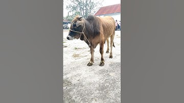 Sapi Moo, Suara Sapi, Sapi Lucu, Sapi Jumbo, Sapi Brahman Super #sapi #lembu #cow #conbò #shorts