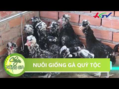 Video Nuôi gà chọi lai - gà quý tộc cho thu nhập cao| CHUYỆN... - youtube