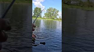 форель на дикой реке #fishing #спінінг #рыбалка
