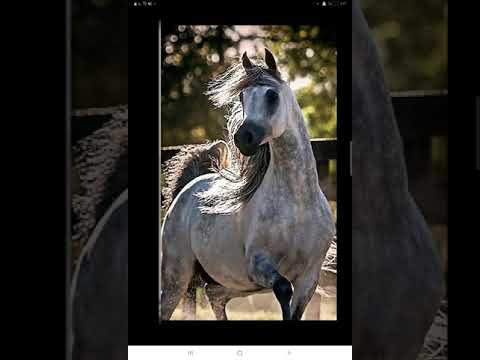 صور خيول عربيه