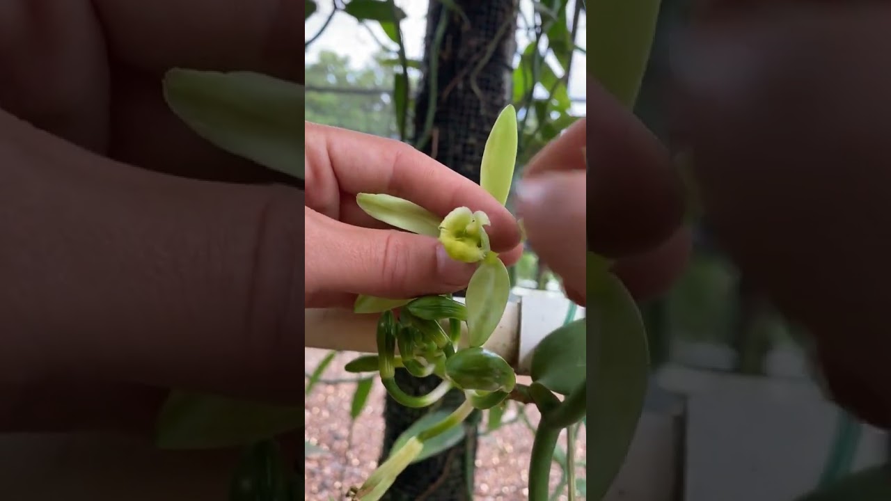 Vanilla bean pollination might look easy, but it took decades before this technique was discovered 💡