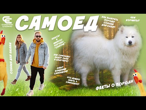 САМОЕД (все о породе). Плюсы и минусы. КАК ВЫБРАТЬ ПОРОДУ СОБАКИ?