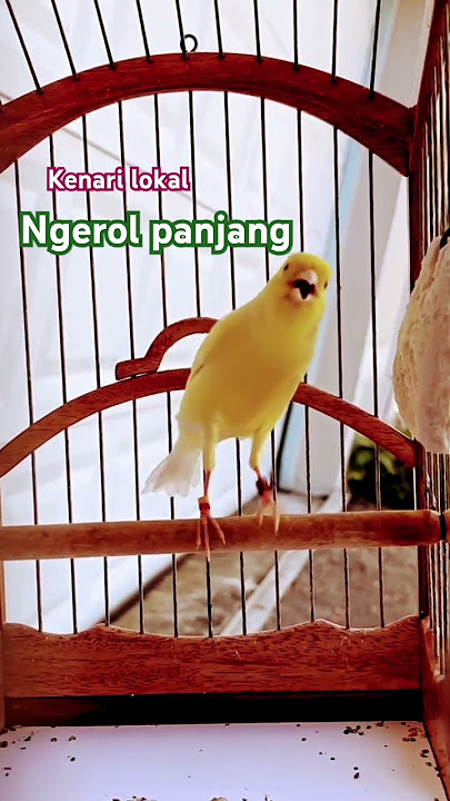 Kenari lokal ngetrol panjang #shortvideo #kenaringerollpanjang