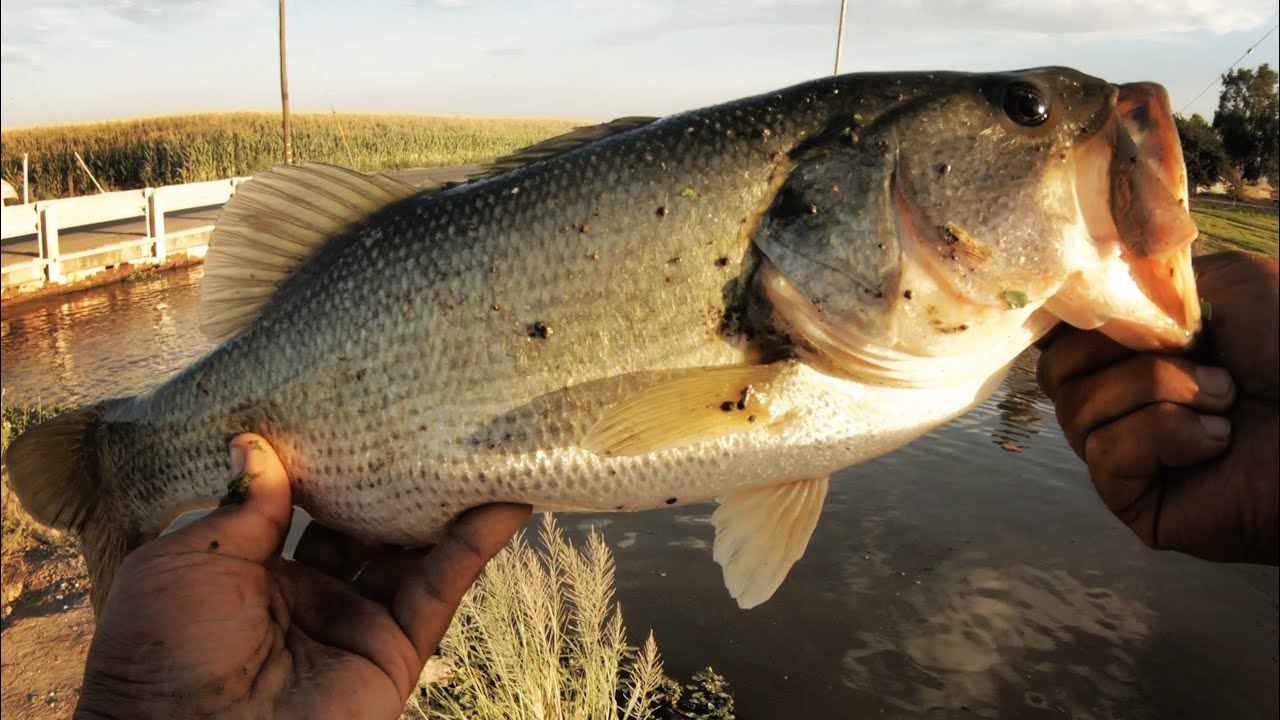 Los Banos Bass Fishing YouTube